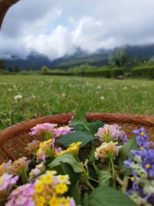 Fleurs de la Réunion