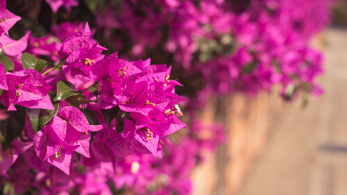 Bougainvillier