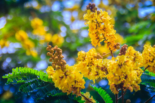 Flamboyant-jaune