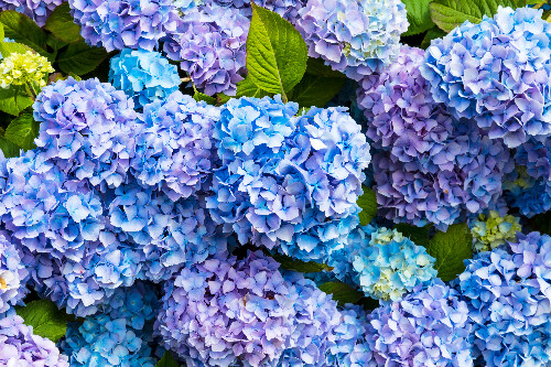 fleur Hortensia