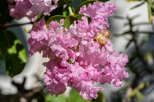Lilas-des-indes