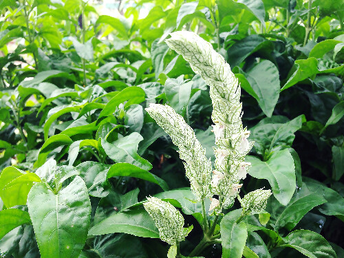 Fleur de Nicoteba