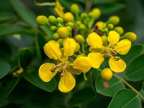 Fleurs de Sindian