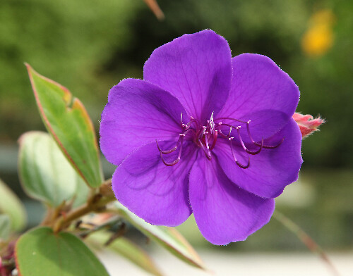 Fleur de Tibouchina