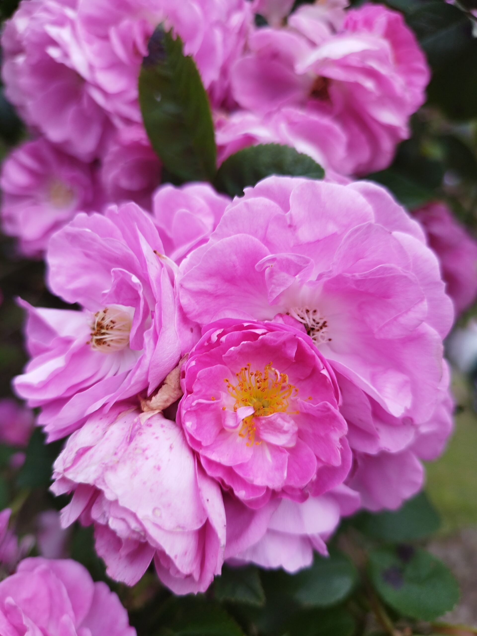Fleurs de rose