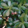 boucles d'oreilles argentées sphère flamboyant succès
